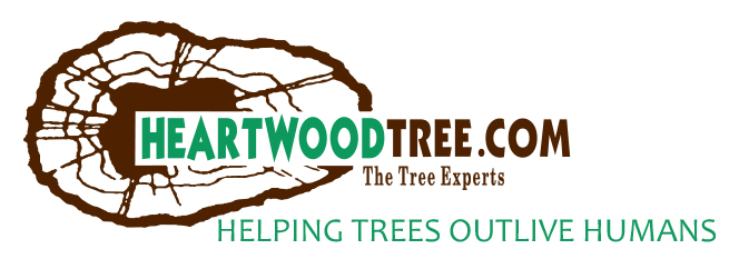 Heartwood Tree